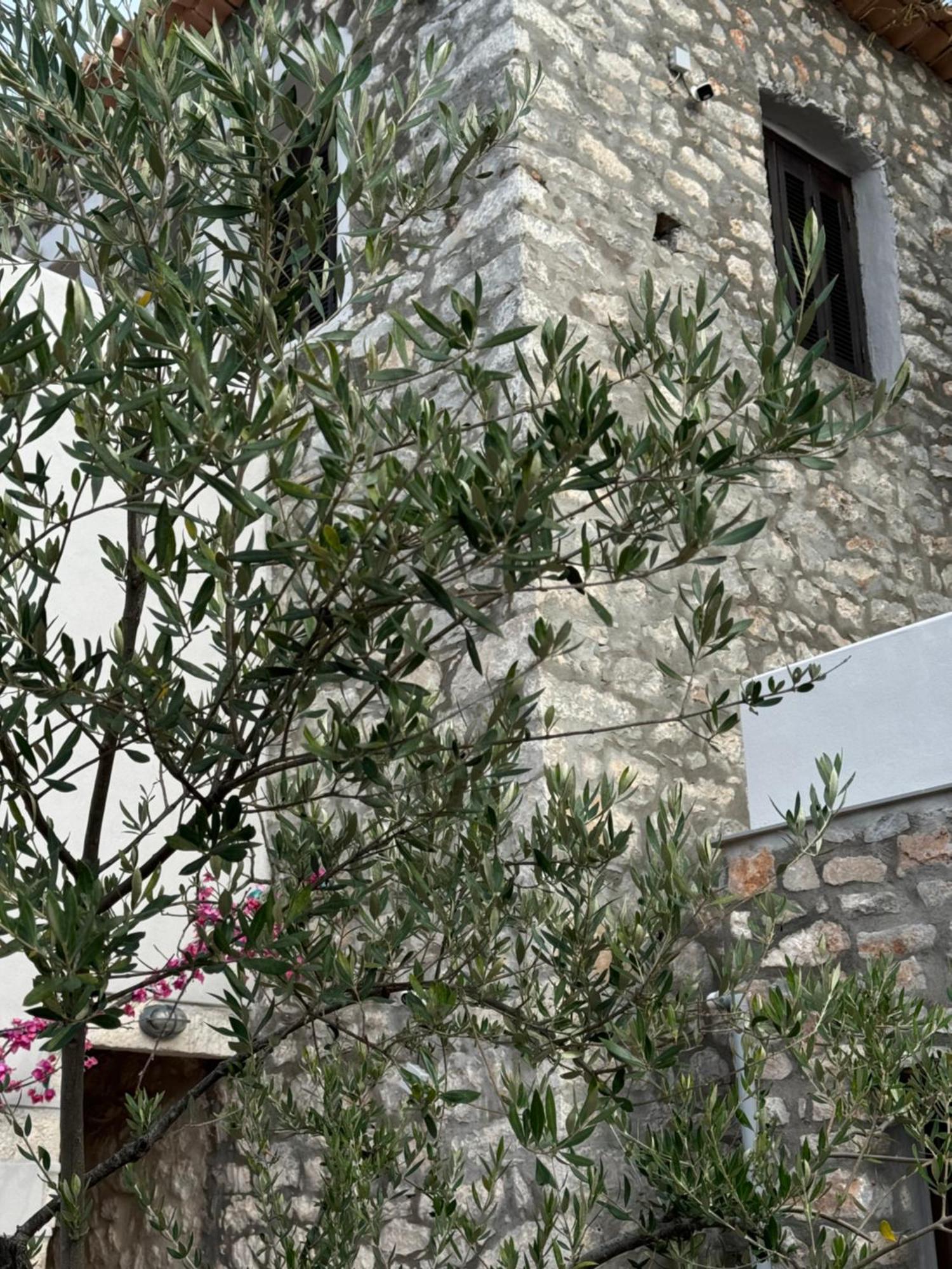 Elia Luxury Rooms Areopoli Exteriér fotografie